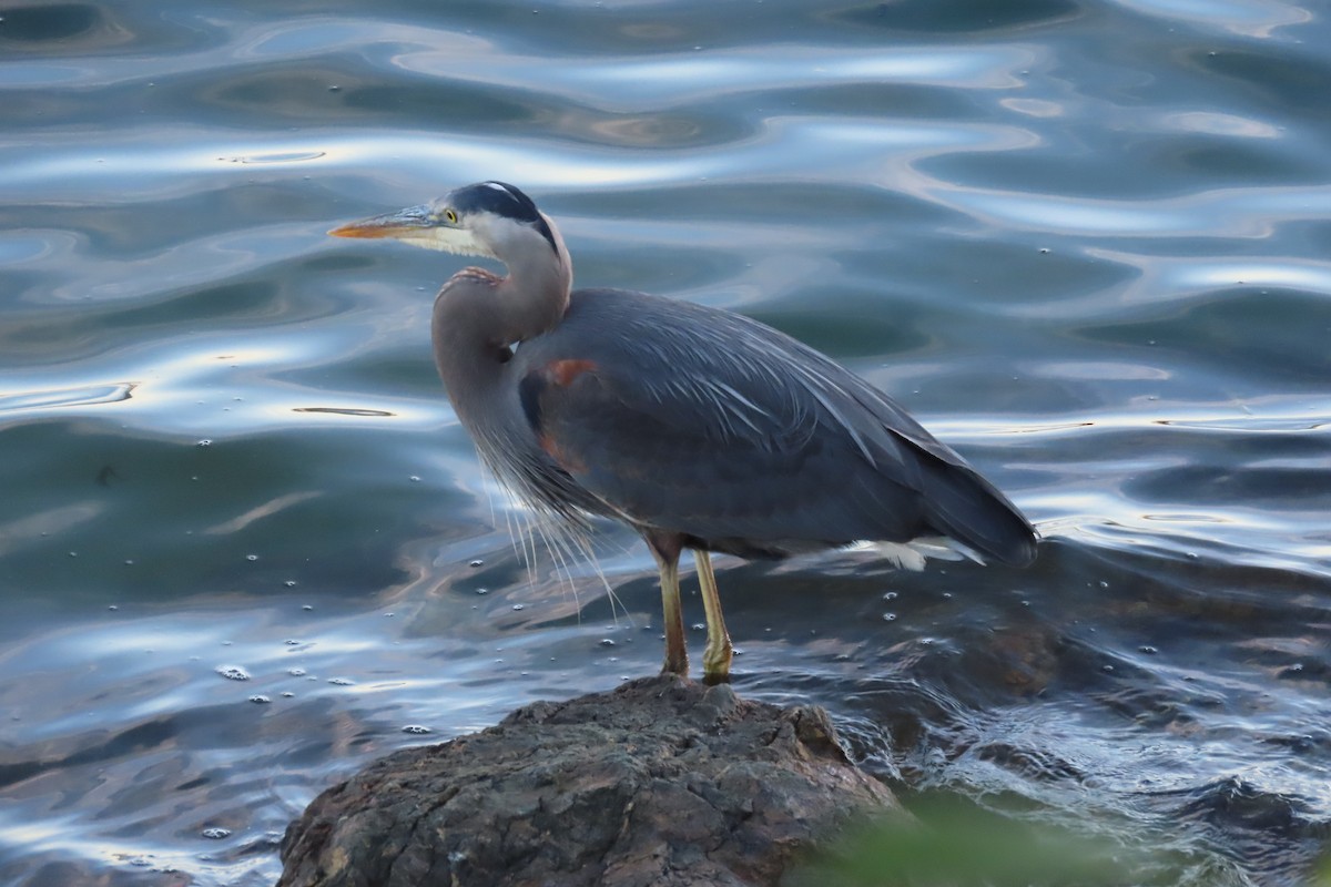 Great Blue Heron - ML620829852