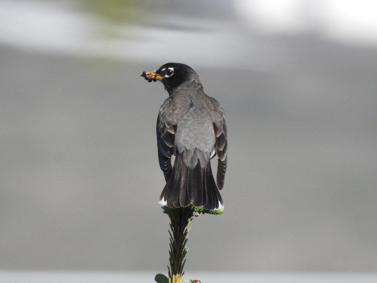 American Robin - ML620829855