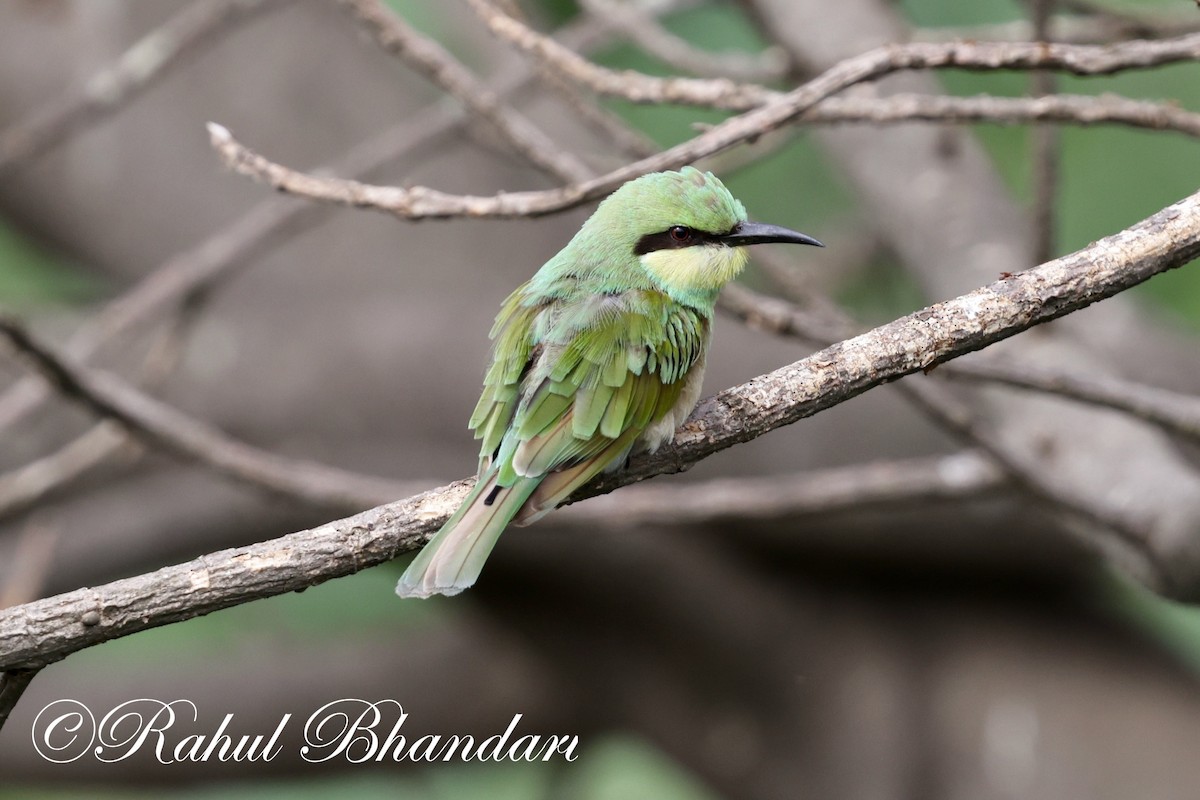 Asian Green Bee-eater - ML620829857