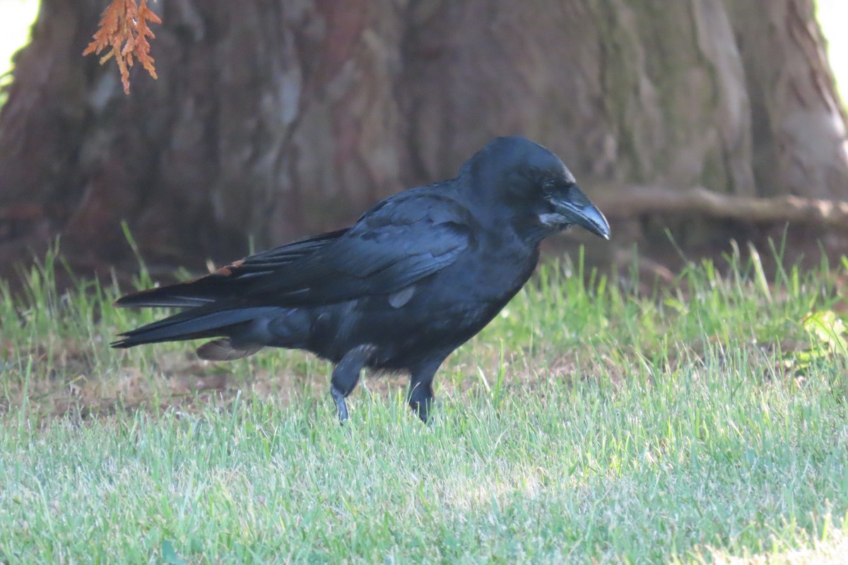 American Crow - ML620829861