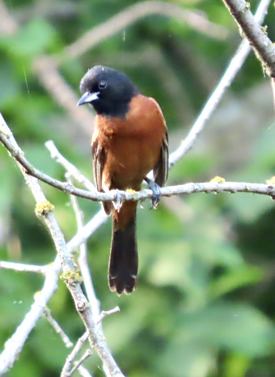 Orchard Oriole - ML620829865