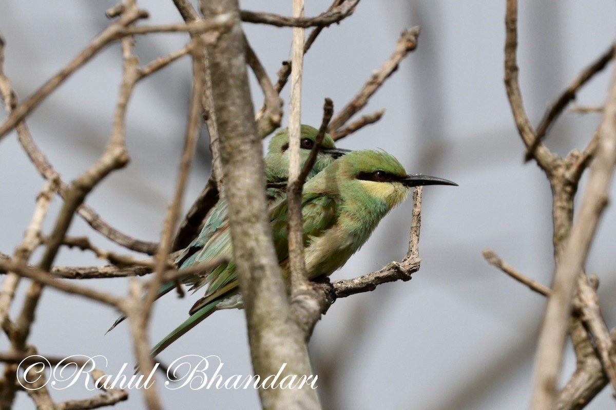 Asian Green Bee-eater - ML620829882