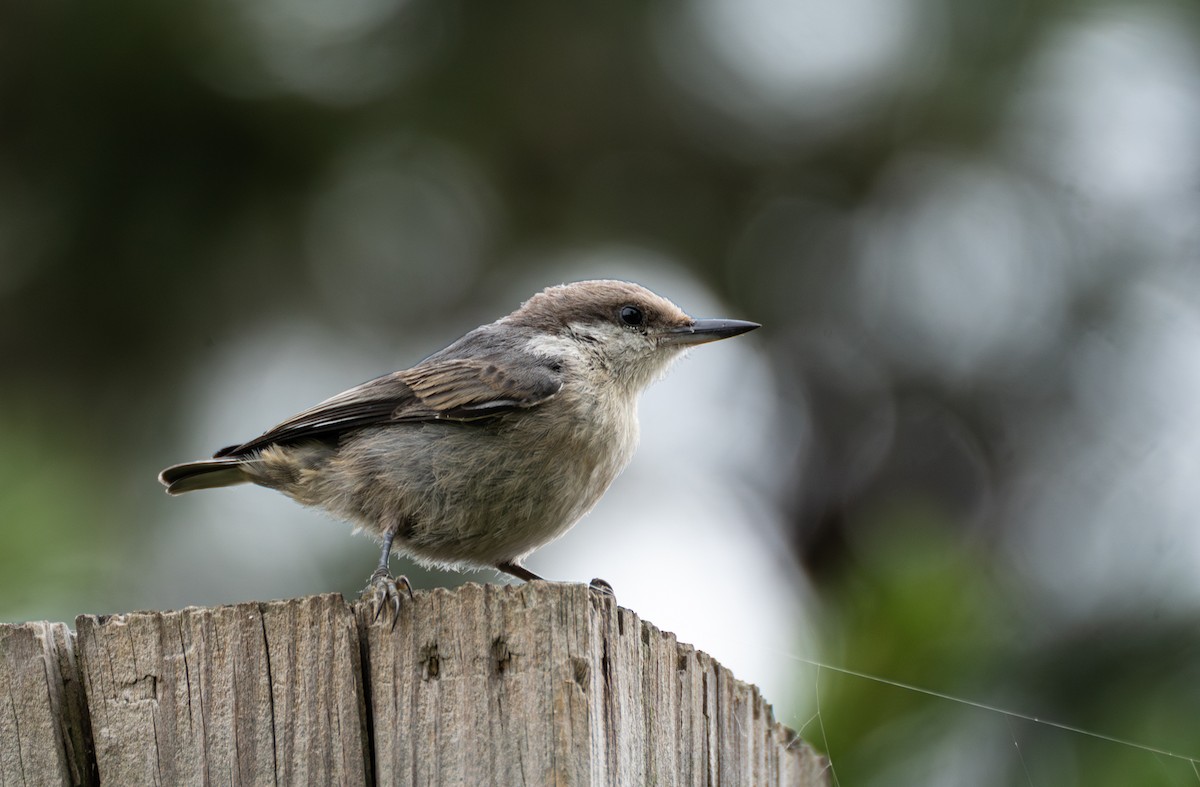 Brown-headed Nuthatch - ML620829891