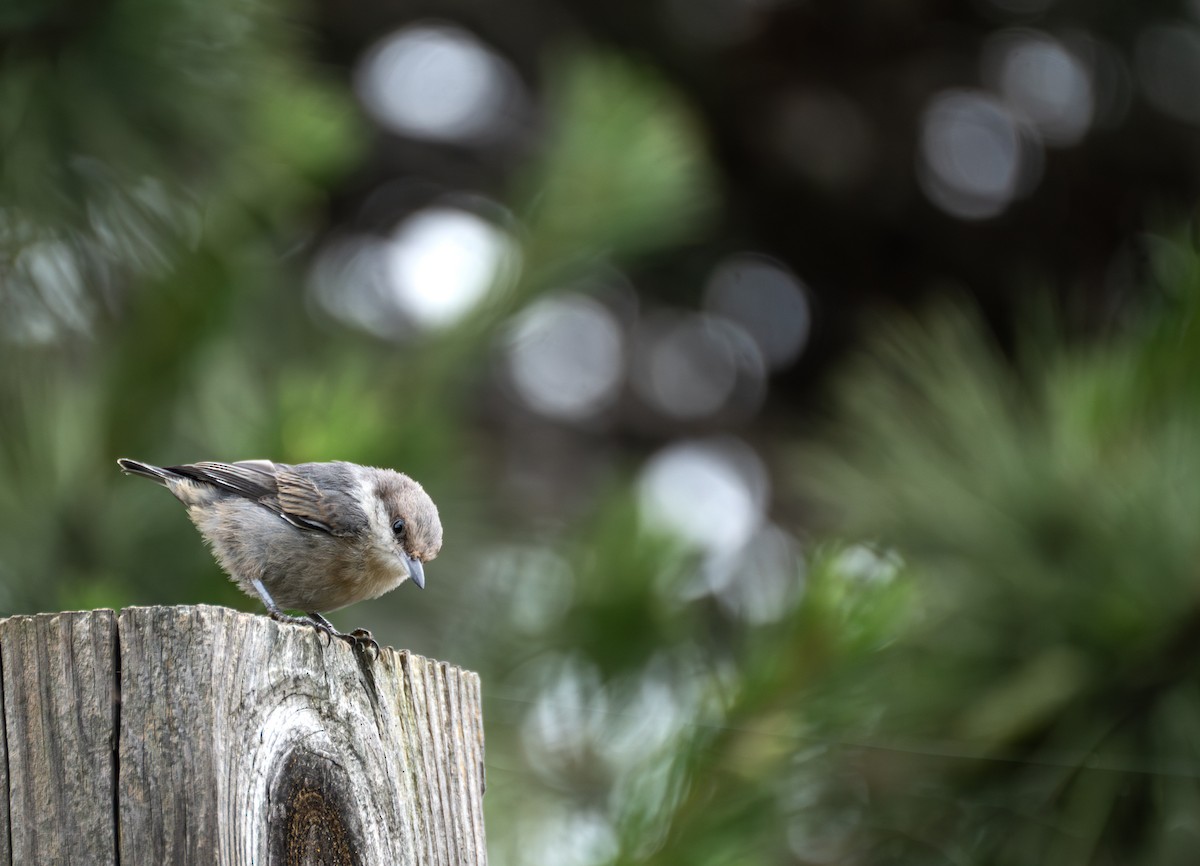 Brown-headed Nuthatch - ML620829892