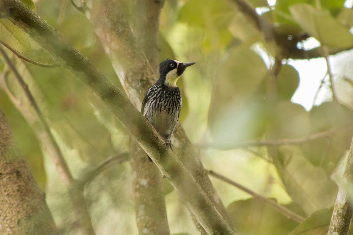 Acorn Woodpecker - ML620829896