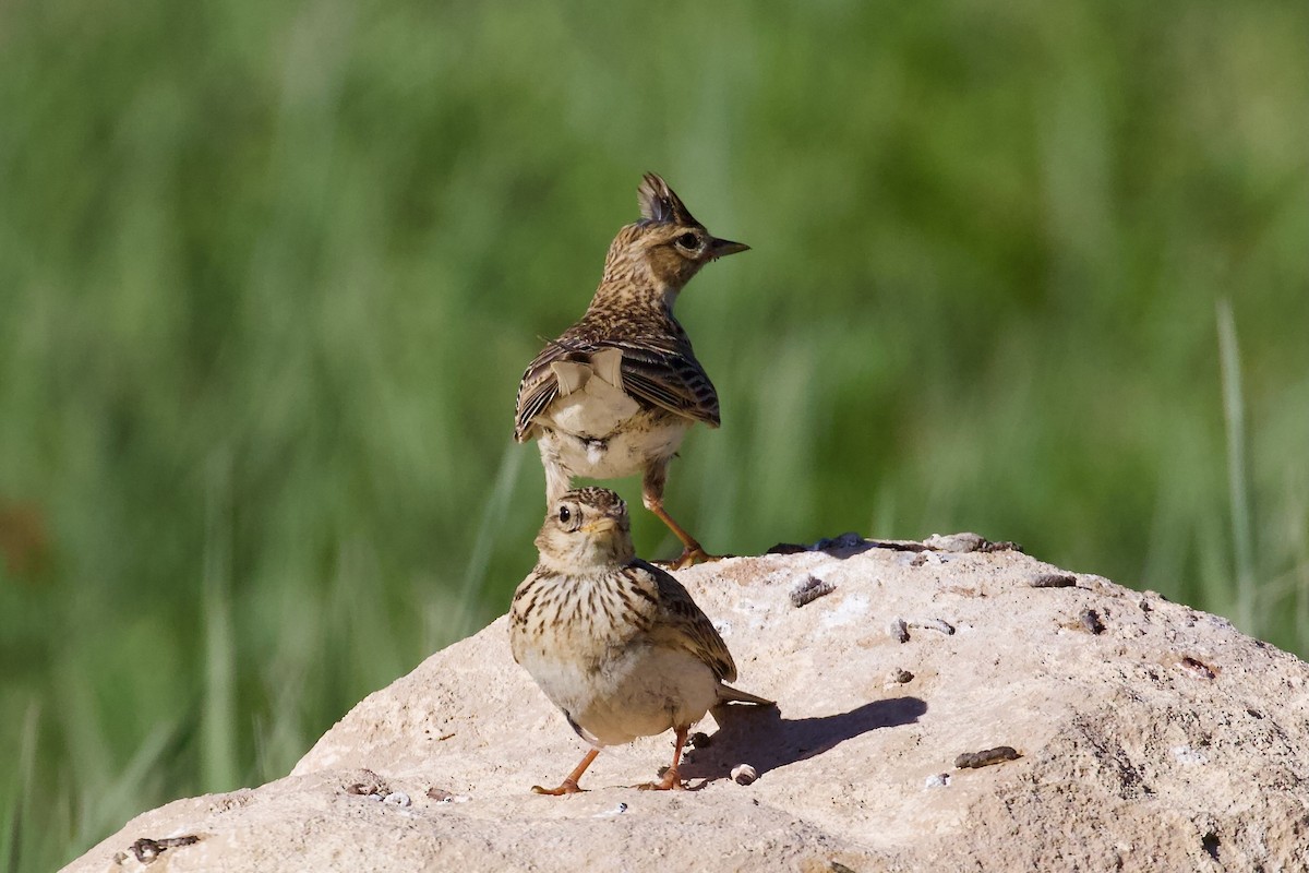 Eurasian Skylark - ML620829900