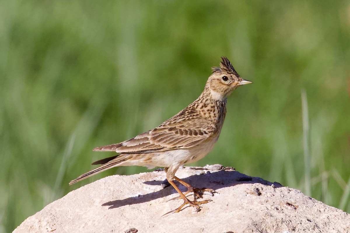 Eurasian Skylark - ML620829906