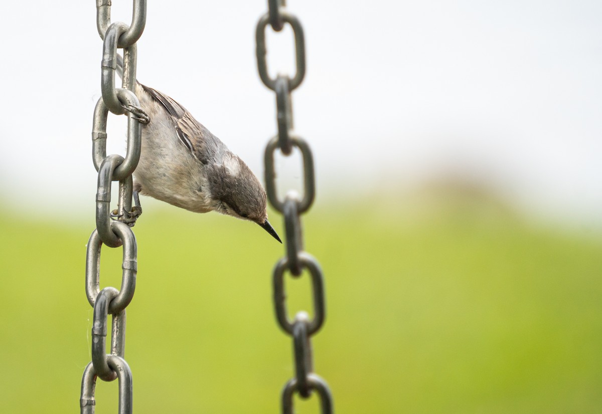 Brown-headed Nuthatch - ML620829909