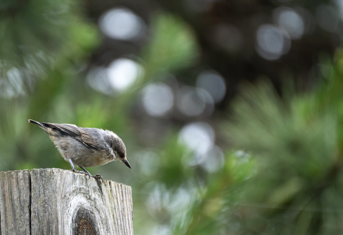Brown-headed Nuthatch - ML620829910