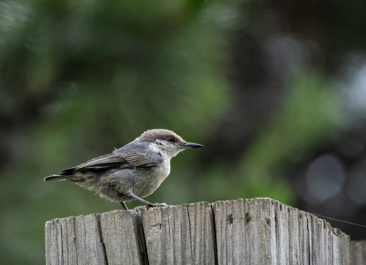 Brown-headed Nuthatch - ML620829911