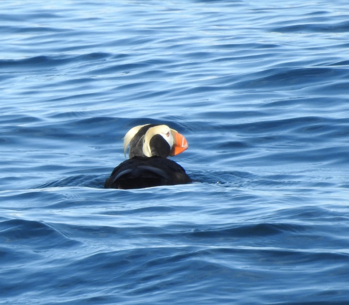 Tufted Puffin - ML620829913