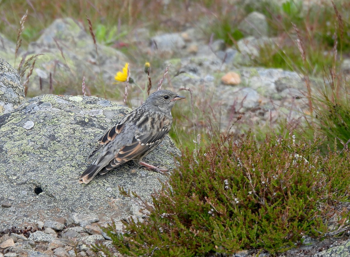 Alpine Accentor - ML620829917