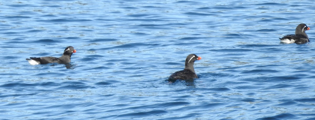 Parakeet Auklet - ML620829927