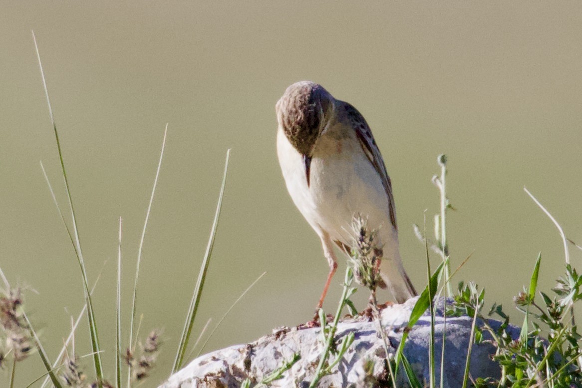 Tawny Pipit - ML620829930