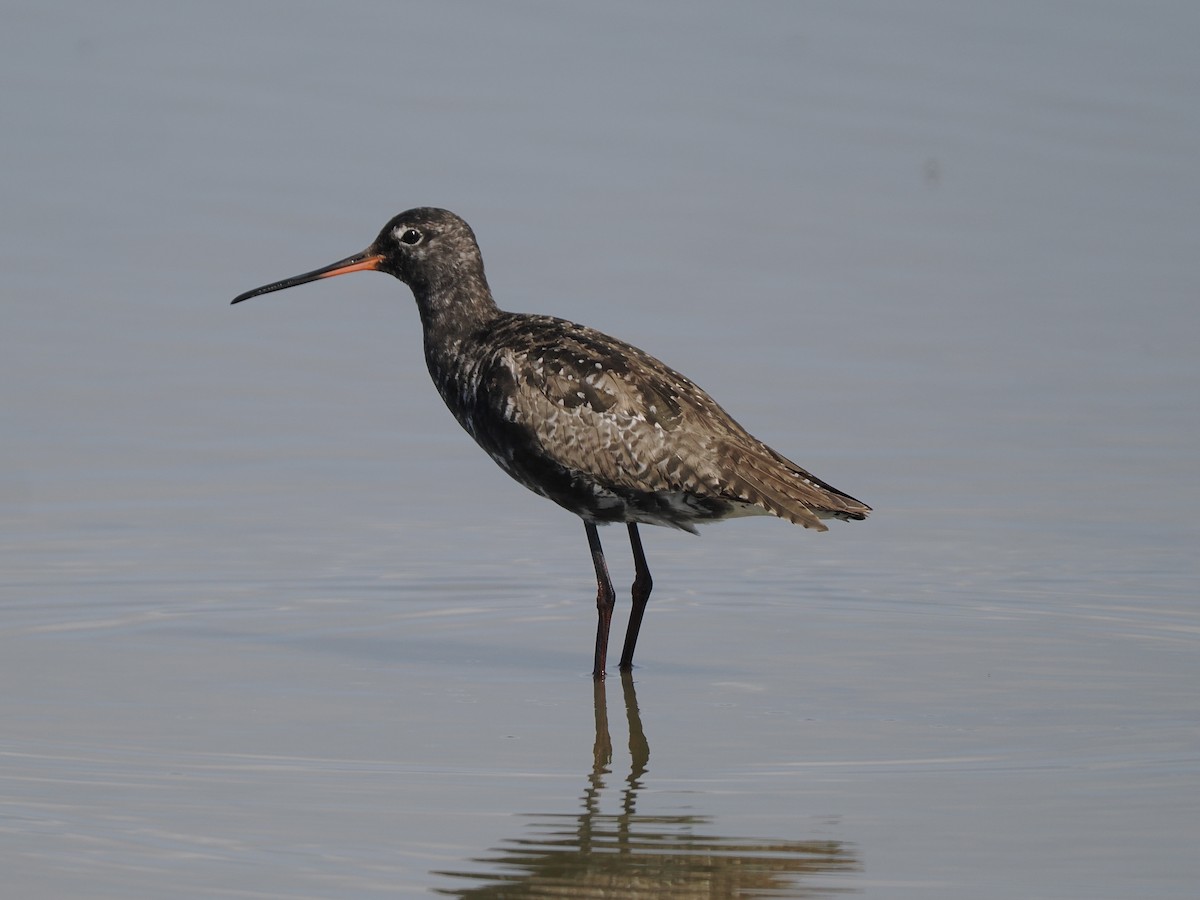 Spotted Redshank - ML620829933