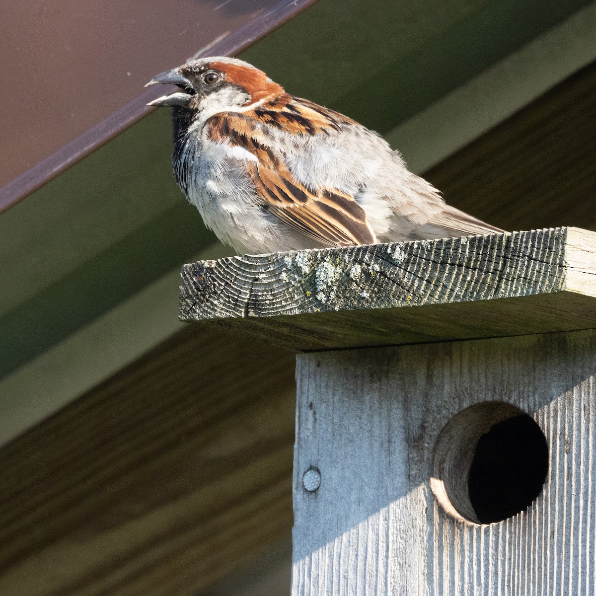 House Sparrow - ML620829934