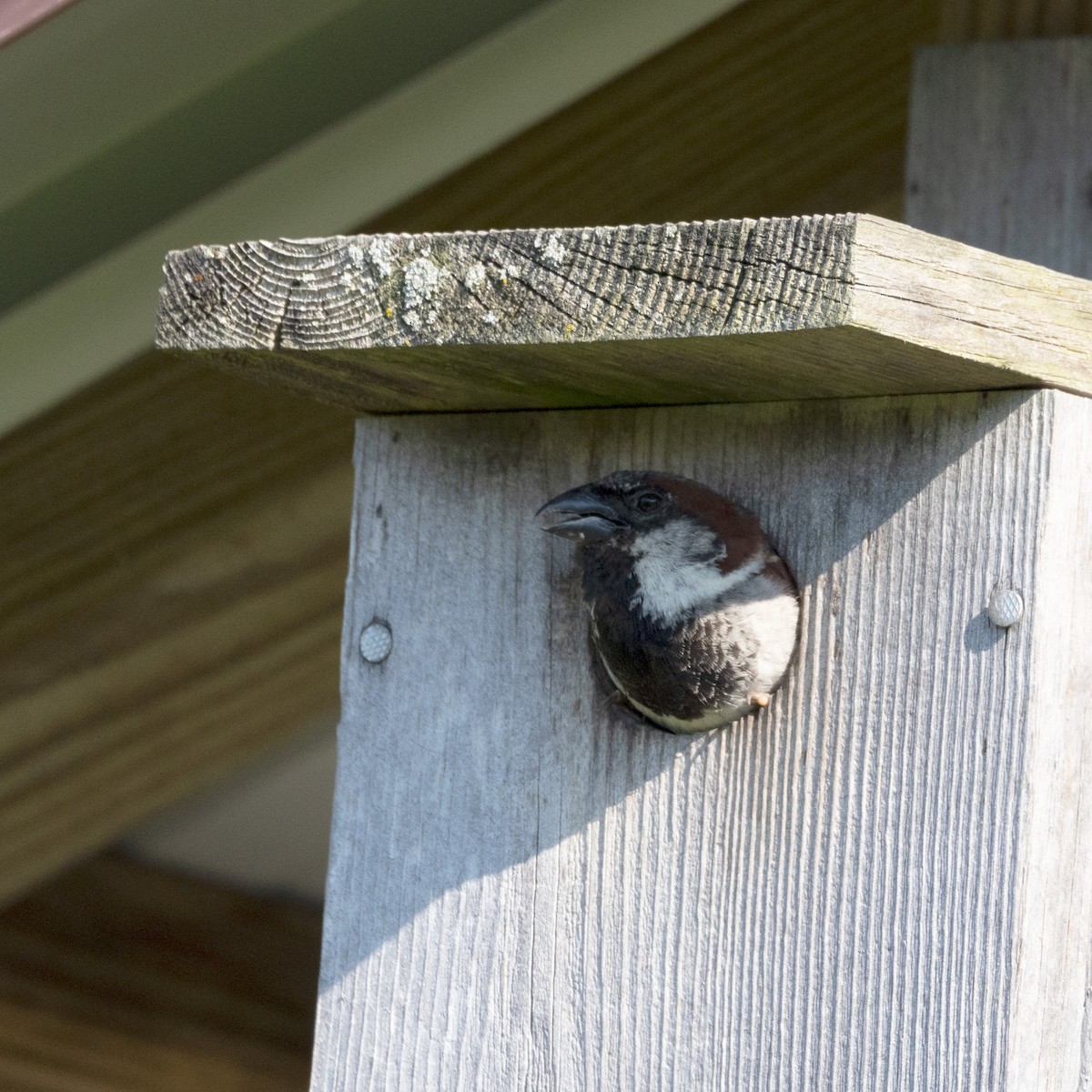 House Sparrow - ML620829937