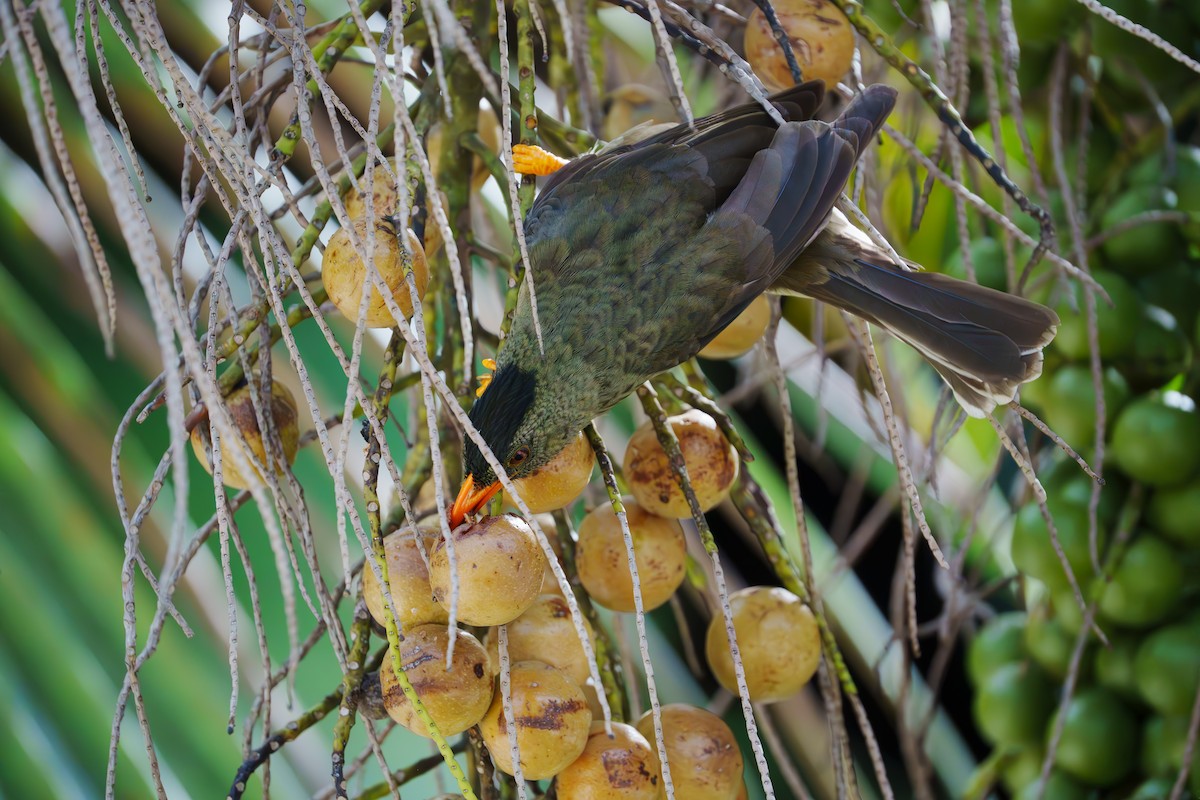 Seychelles Bulbul - ML620829938