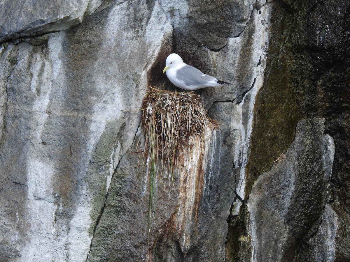 Mouette tridactyle - ML620829939