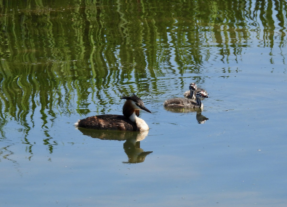 Great Crested Grebe - ML620829959