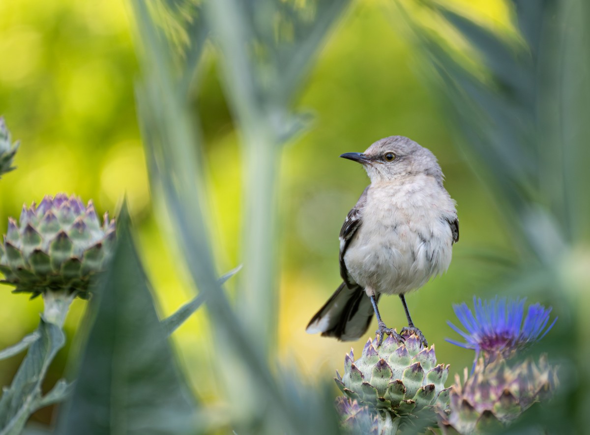 Northern Mockingbird - ML620829961