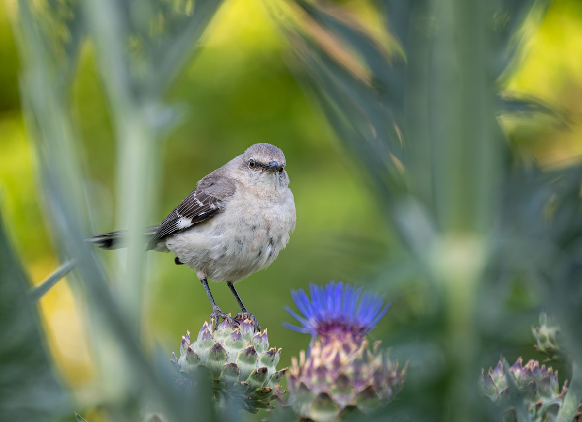 Northern Mockingbird - ML620829962