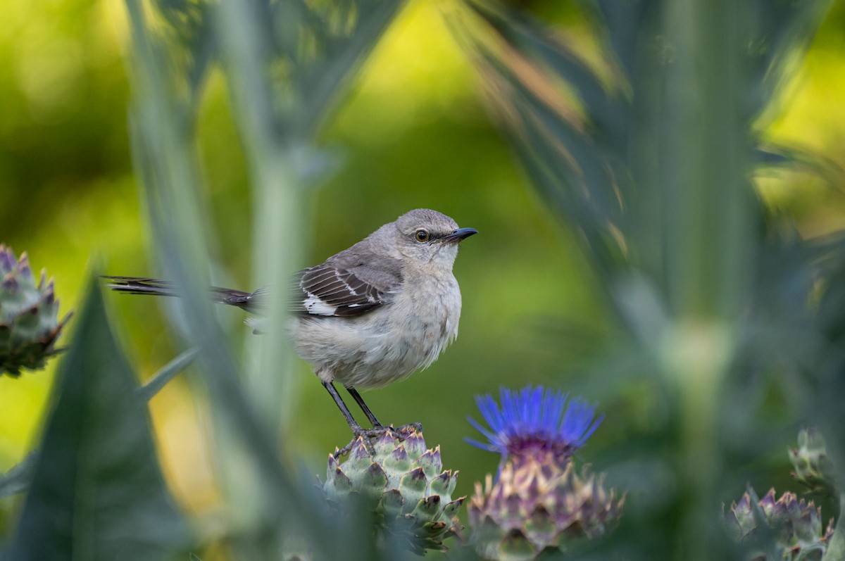 Northern Mockingbird - Kai Frueh