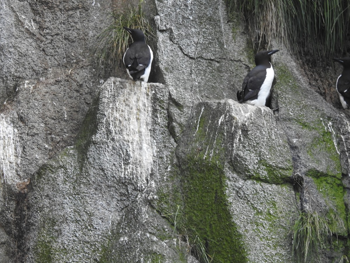 Thick-billed Murre - ML620829966