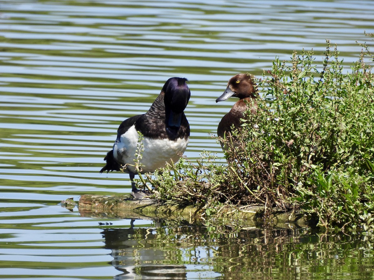 鳳頭潛鴨 - ML620829976