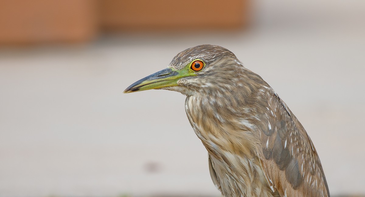 Black-crowned Night Heron - ML620829982