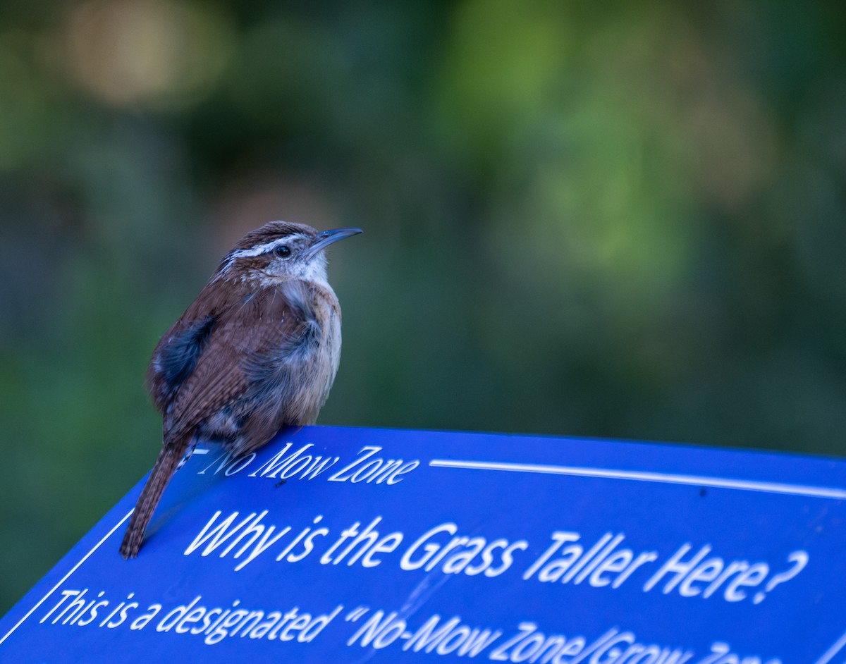 Carolina Wren - ML620829987