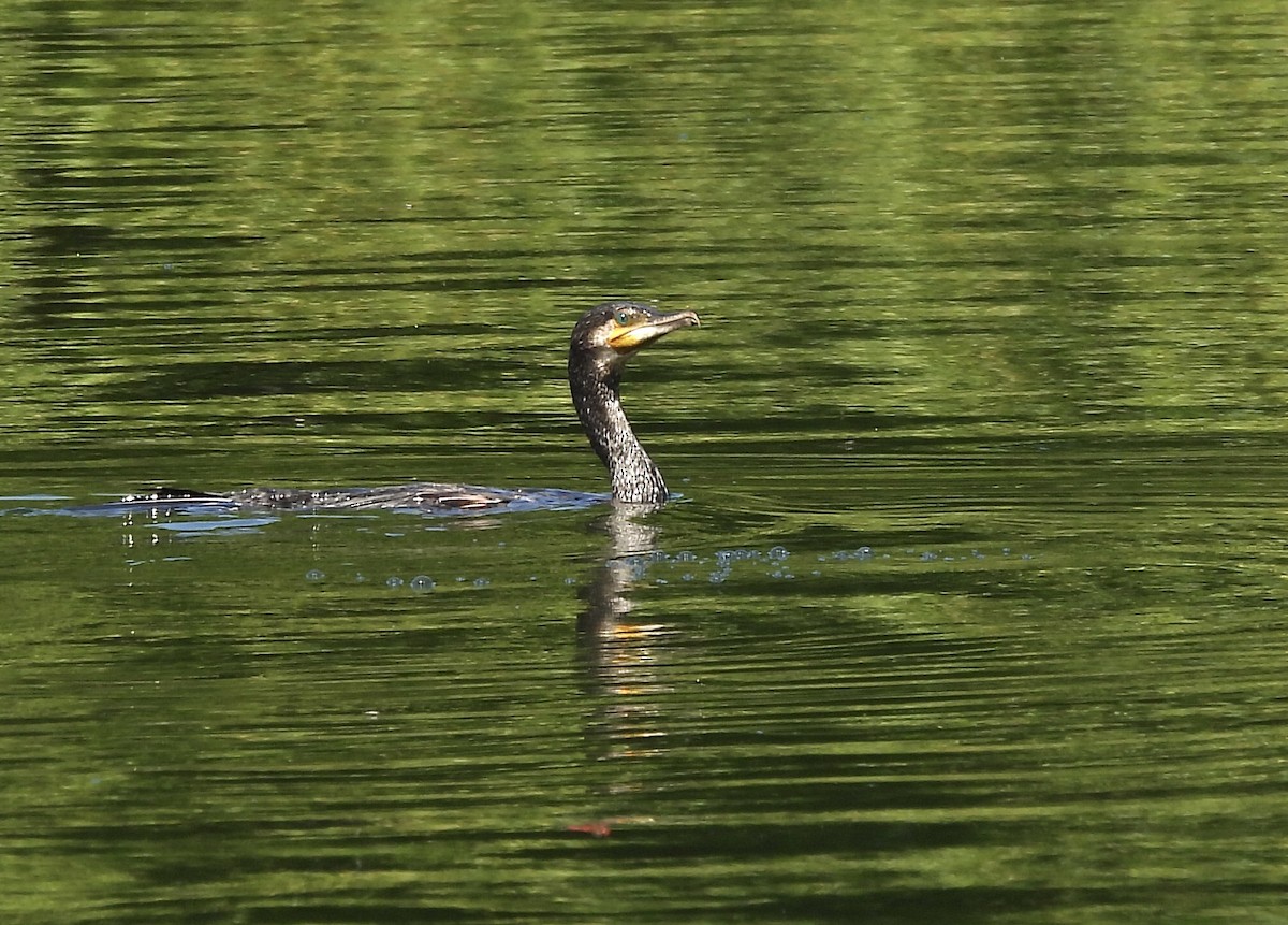 Kormoran - ML620829988