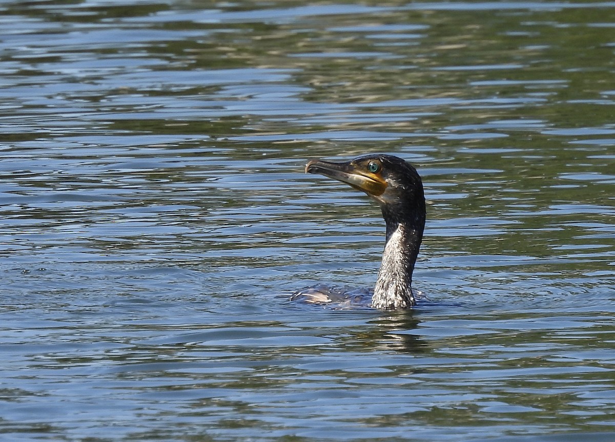 Great Cormorant - Michelle Bélanger