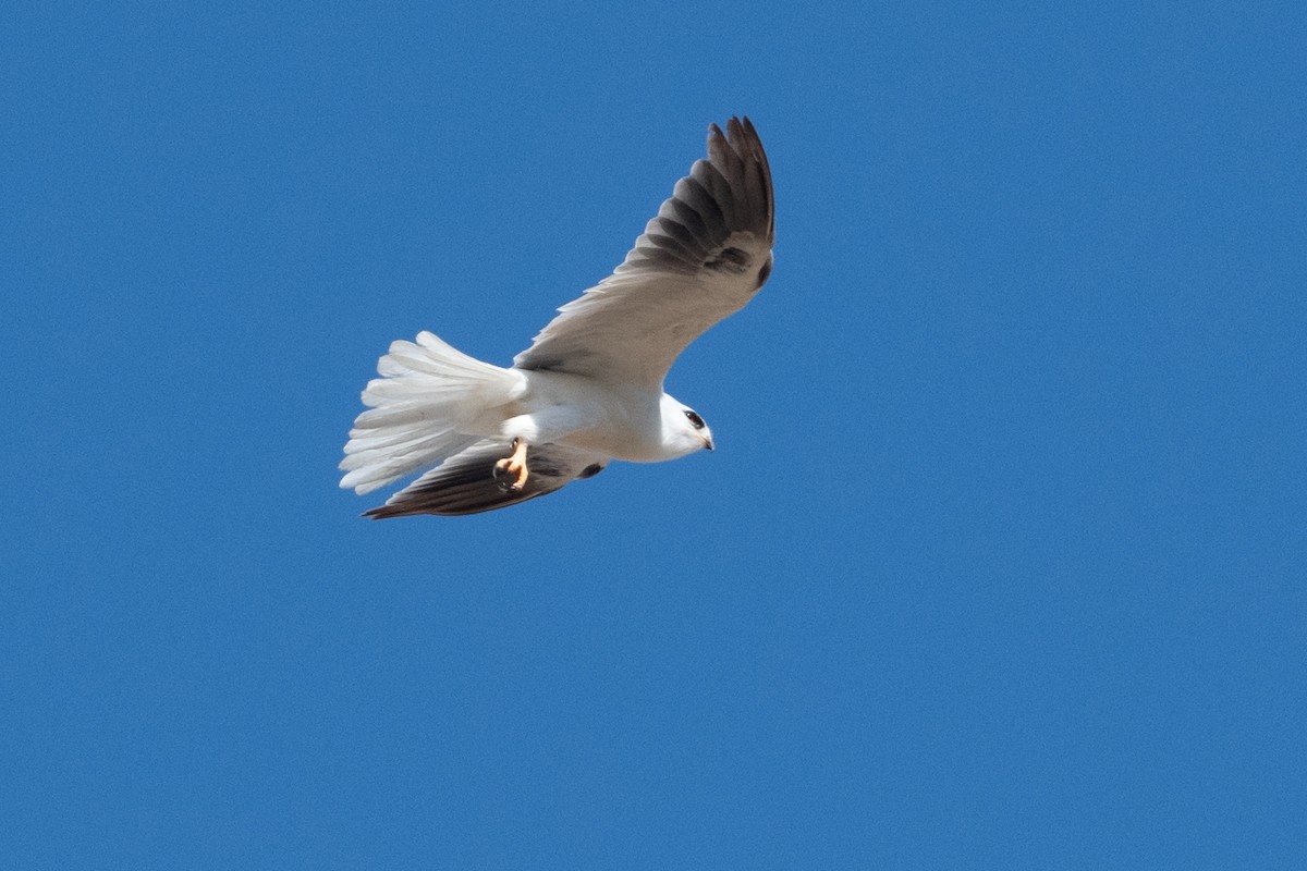 White-tailed Kite - ML620829992