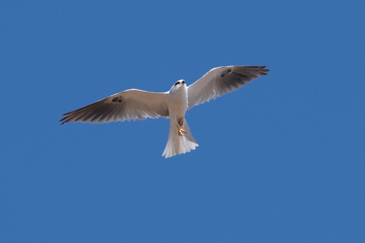 White-tailed Kite - ML620829993