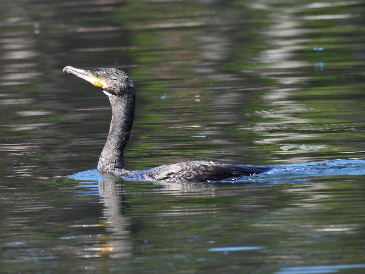 Kormoran - ML620829995