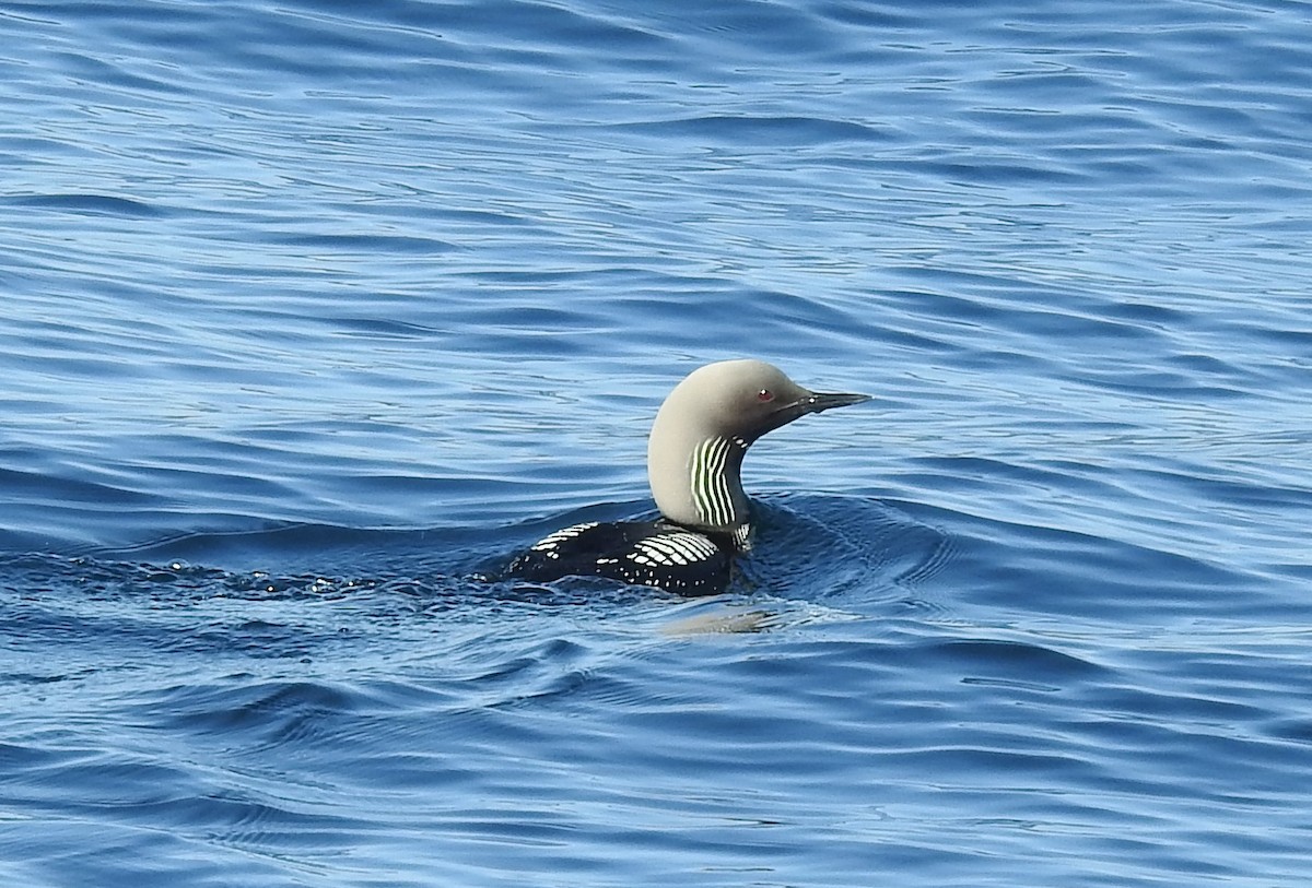 Pacific Loon - ML620829998