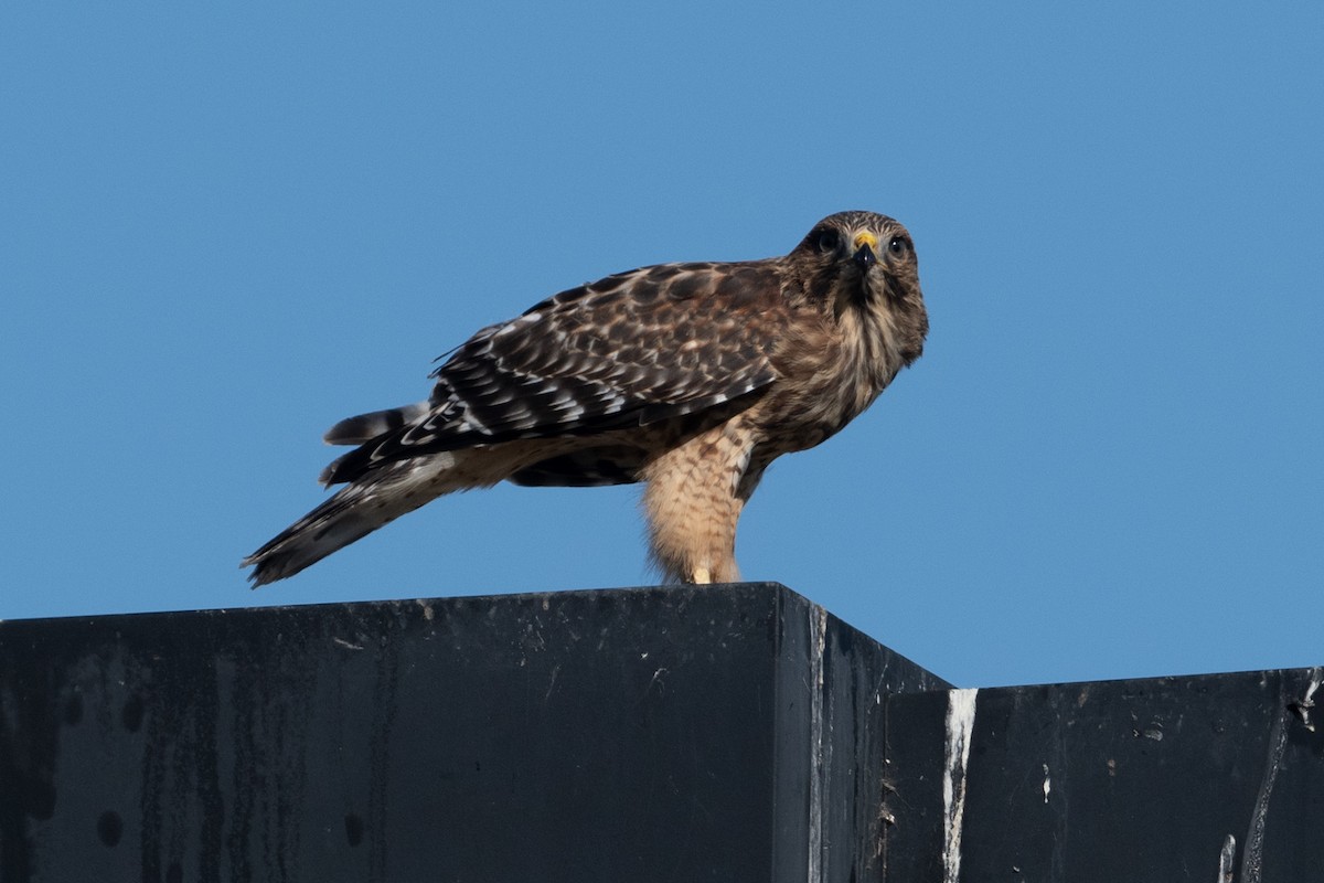 Red-shouldered Hawk - ML620830002