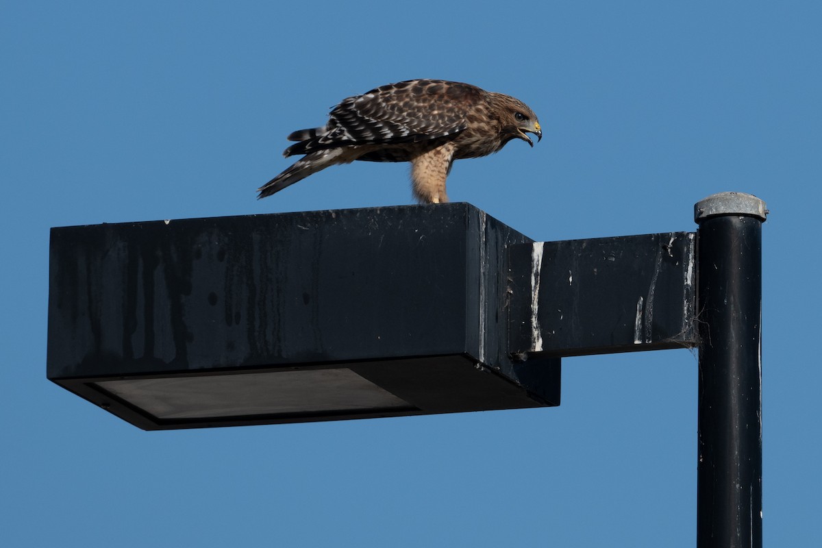 Red-shouldered Hawk - ML620830003