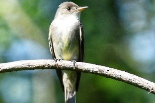 Eastern Wood-Pewee - ML620830005