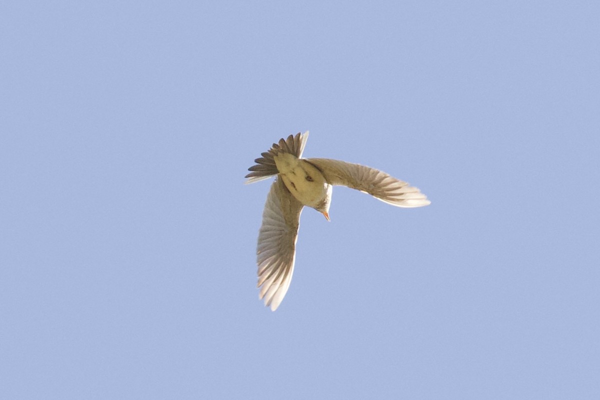 Eurasian Skylark - ML620830007