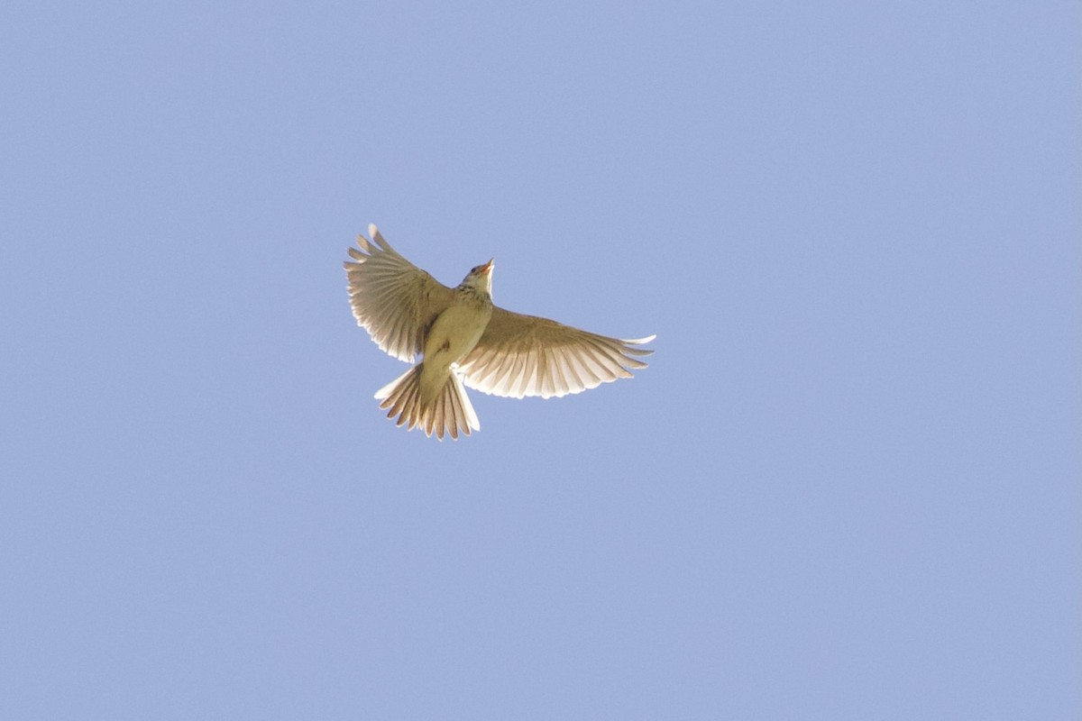 Eurasian Skylark - ML620830008