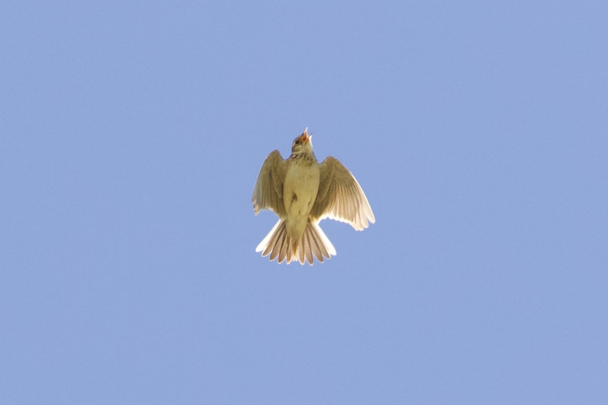 Eurasian Skylark - ML620830009