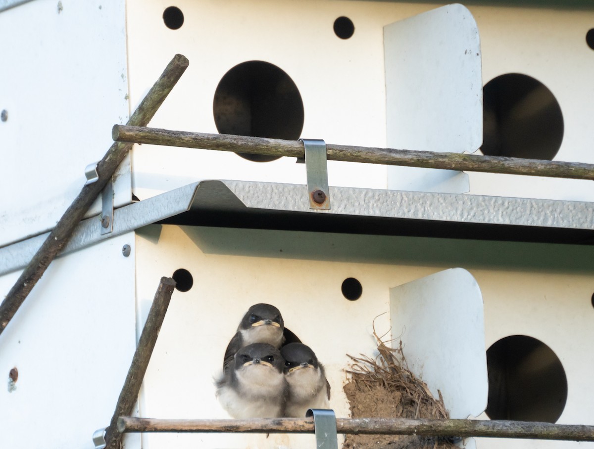 Tree Swallow - ML620830011