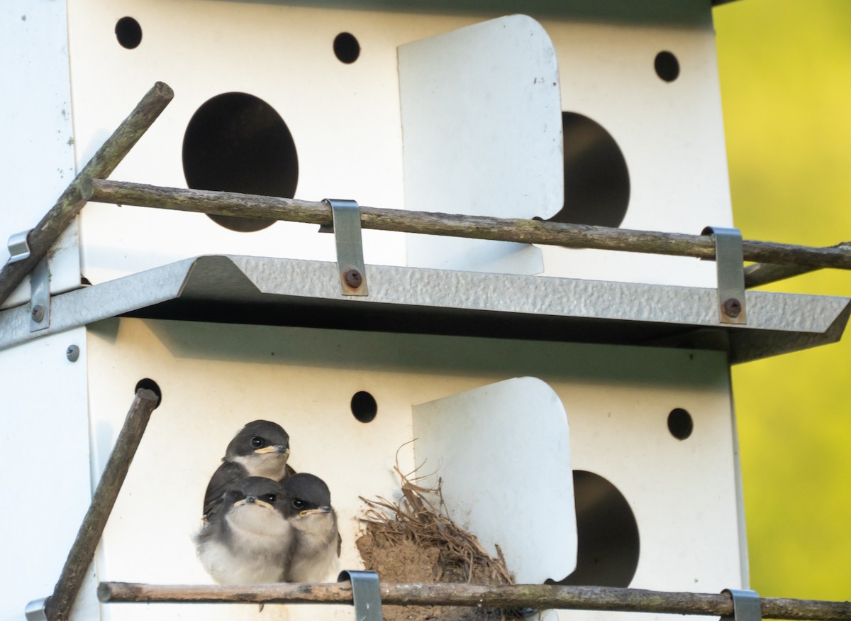 Tree Swallow - ML620830012