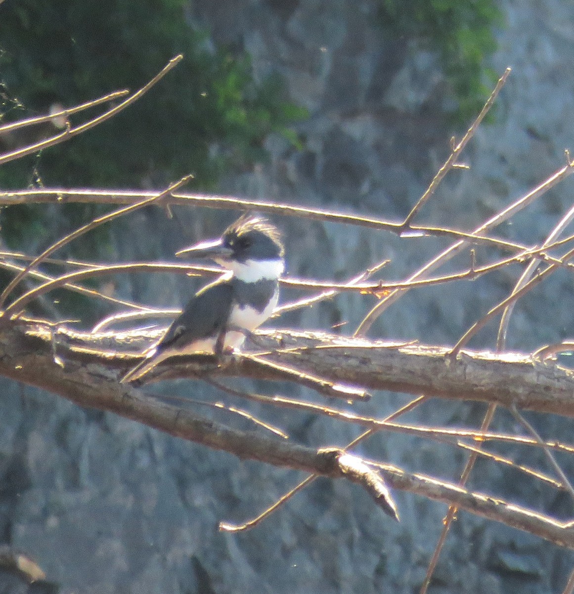 Belted Kingfisher - Katherine Holmes