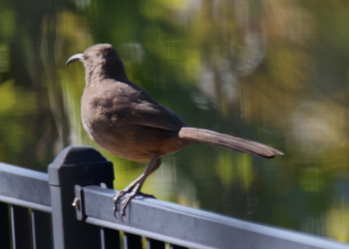 California Thrasher - ML620830014