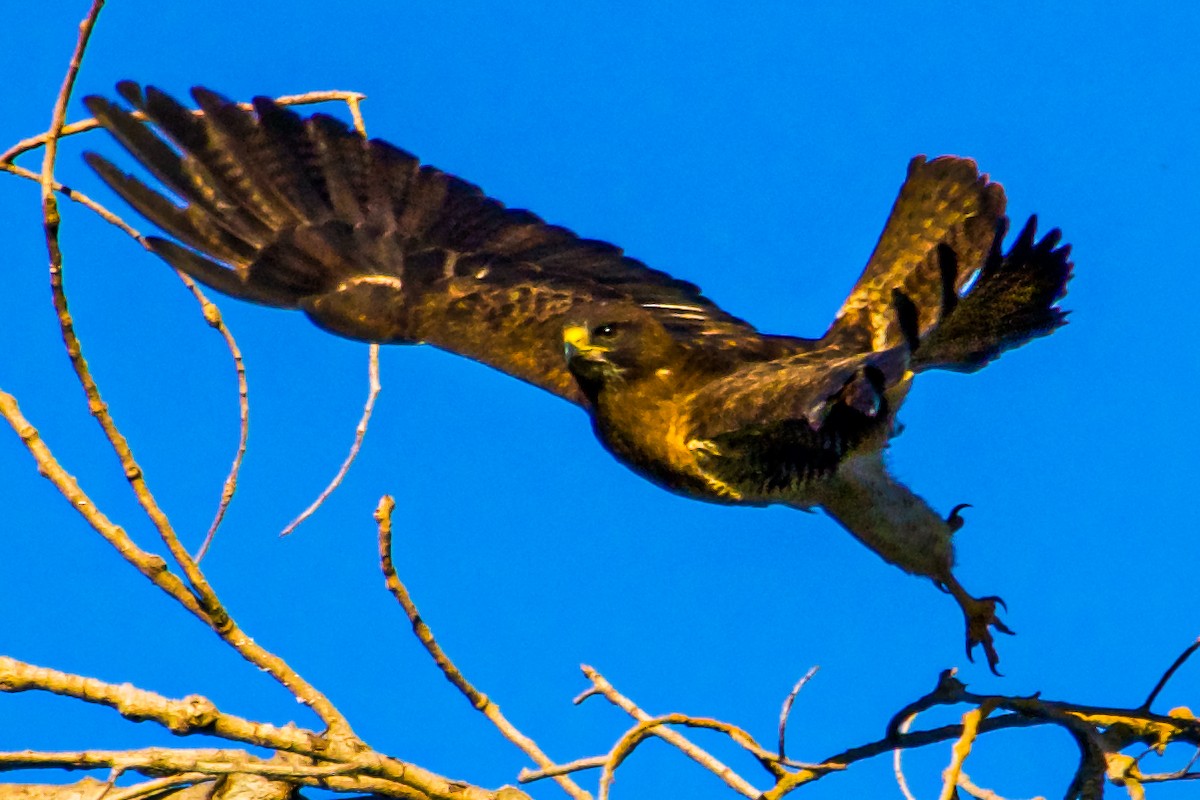 Swainson's Hawk - ML620830018