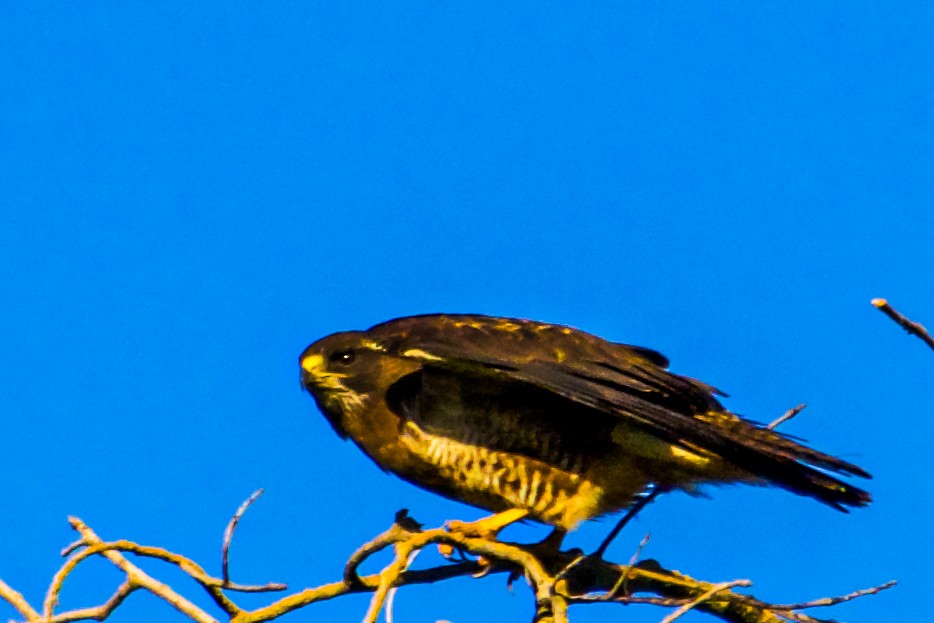 Swainson's Hawk - ML620830019