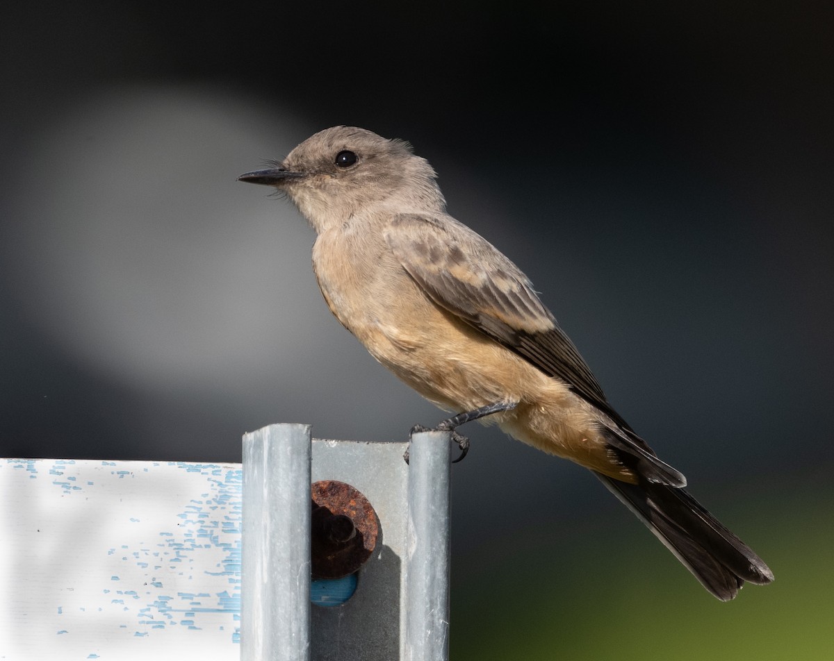 Say's Phoebe - ML620830022